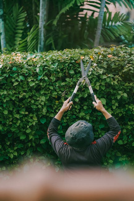 A gardener wearing a dark jacket and a gray cap is trimming a neatly maintained green hedge using long-handled garden shears in an outdoor garden setting. The hedge has dense, glossy leaves and forms 
