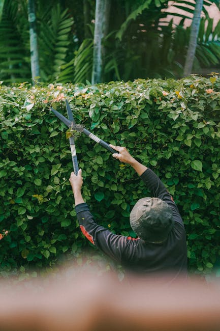A gardener, dressed in a dark outdoor jacket and wearing a wide-brimmed hat, is trimming a neatly maintained hedge with long-handled pruning shears. The hedge has dense, green foliage with some lighte